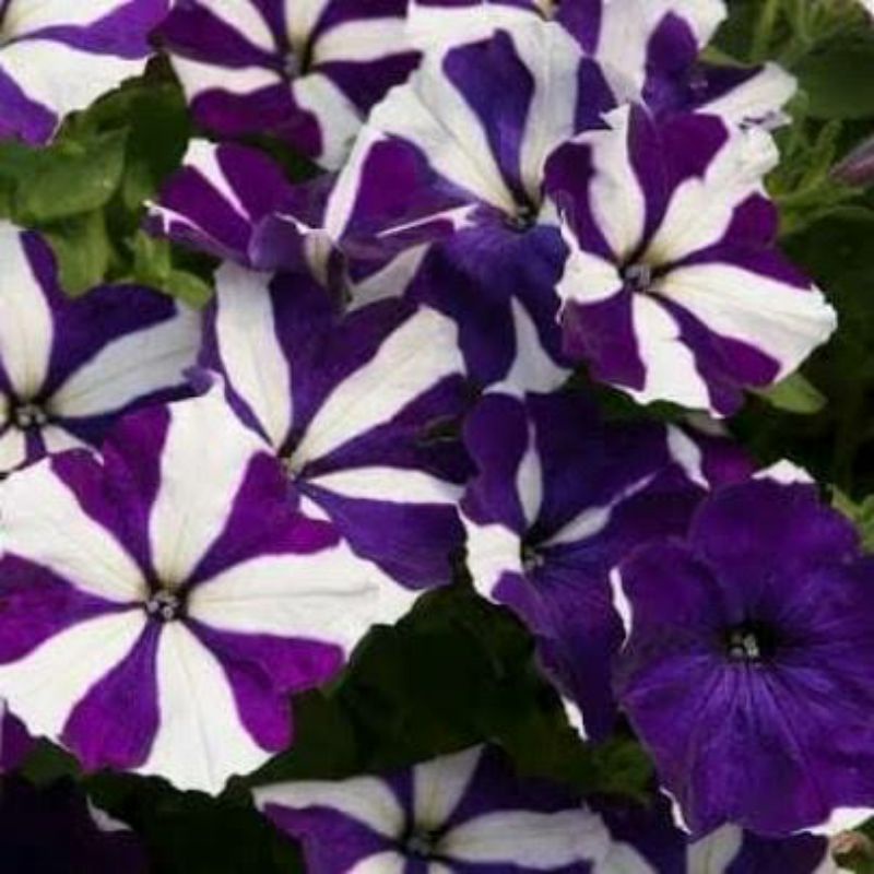 

petunia