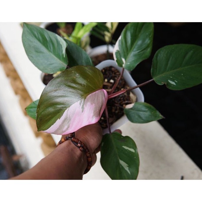 Philodendron Pink Princess
