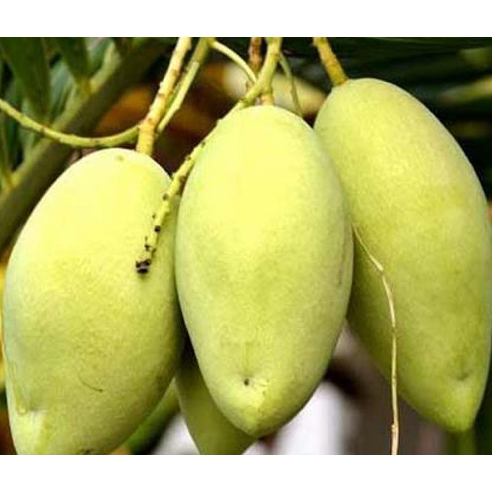 € MANGGA OKYONG *_@