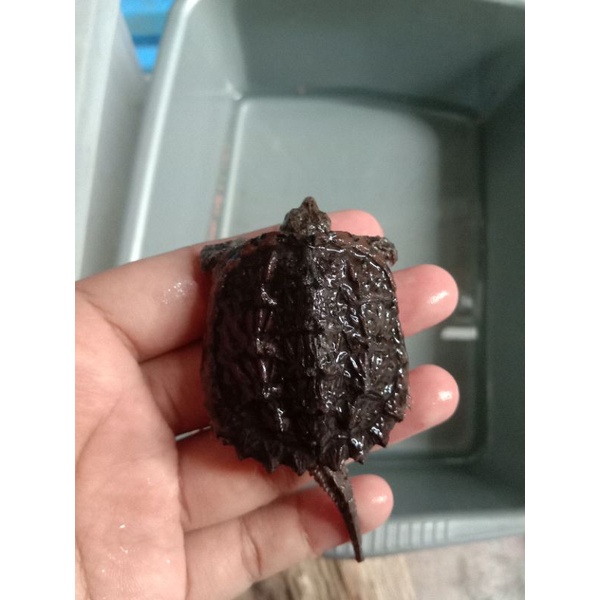 hiasan aquarium baby cst free pelet