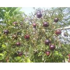 Tanaman Bibit Buah Delima Black Giant Turkey i”*