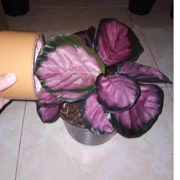calathea crimson rumpun