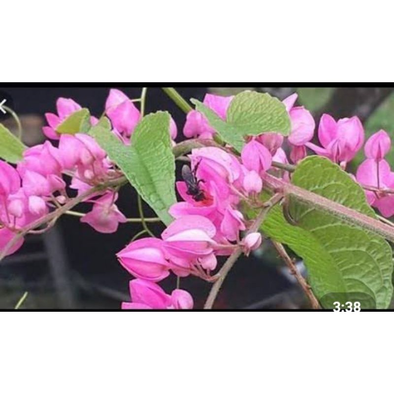 biji bunga amp 70biji