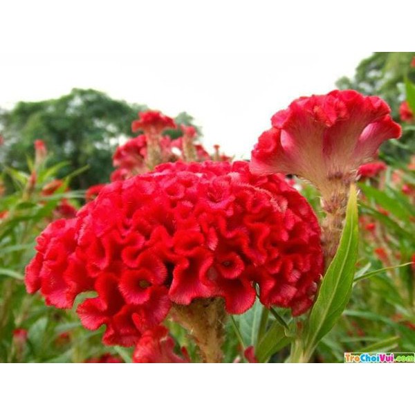 100seed  Bibit Benih Biji Jengger Umum  Bunga  Celosia Cristata Gratis Polybag