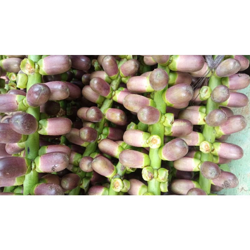 

Bunga Aren bunga kawung bunga langari nira kawung Fresh 1kg