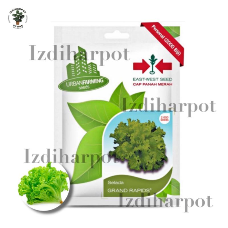 benih bibit selada grand rapids cap panah merah - SELADA GRAND RAPIDS