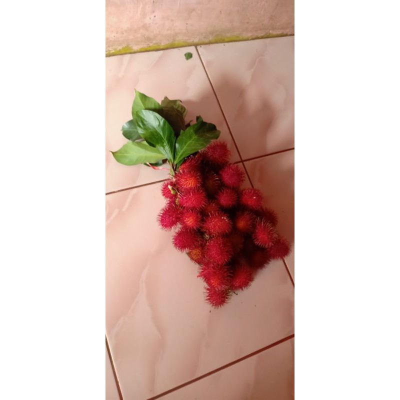 

rambutan