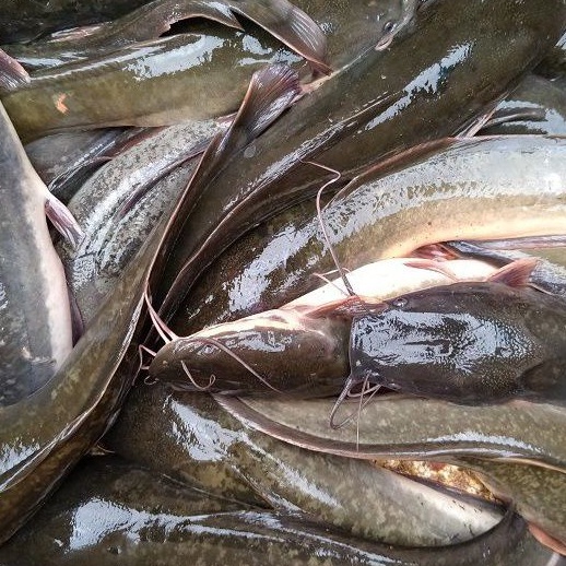 

Ikan Lele Segar Depok