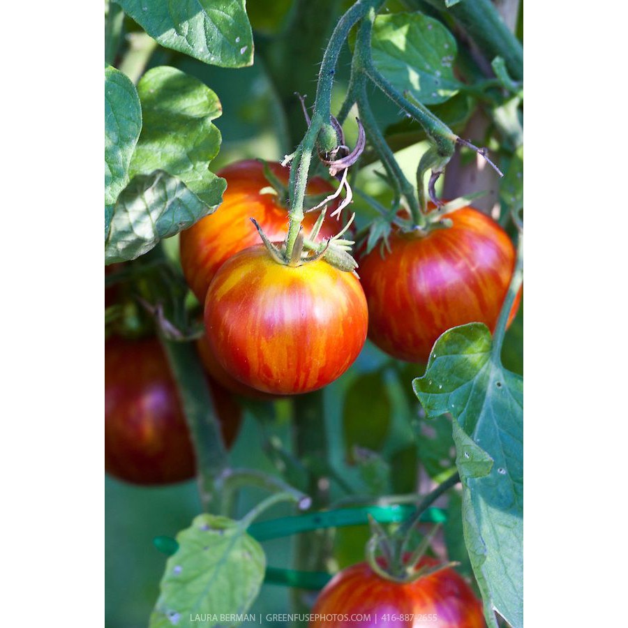 Benih Bibit Biji - Tomato Tigerella / Tomat Macan Belang Seeds