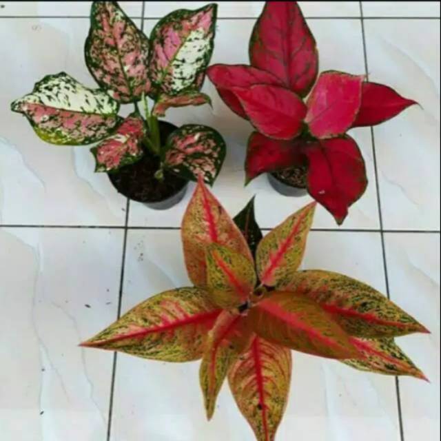 Promo paket 3 tanaman hias aglonema tri color, red anjamani legaci