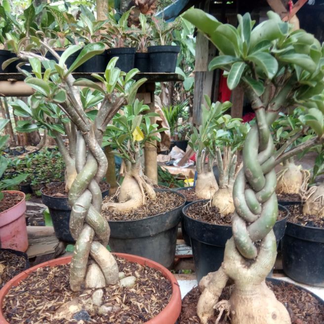 Tanaman hias bibit bonsai Adenium bonggol besar