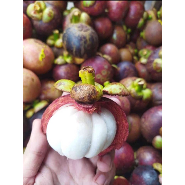 

Buah Manggis 1 kg