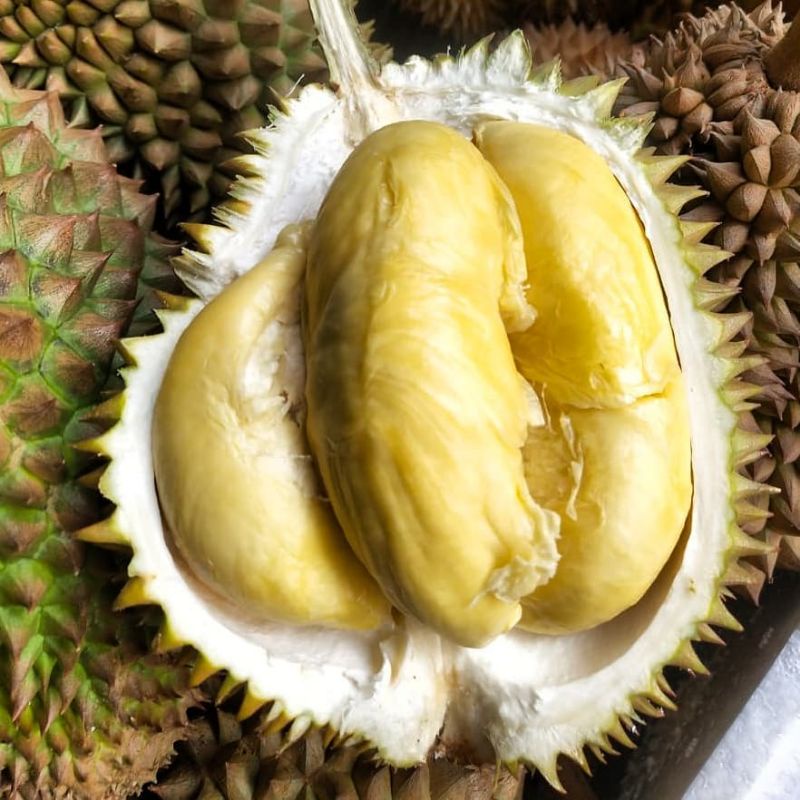 bibit durian D24 superunggul