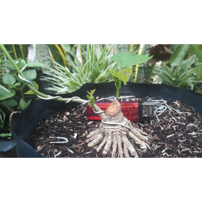 waru india program akar (untuk size mini bonsai)