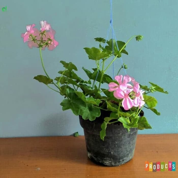 Tanaman hias gantung Geranium bunga pink / geranium light pink - BAKUL KEMBANG