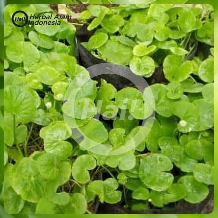 

daun pegagan atau antanan 500gr segar HAI STORE