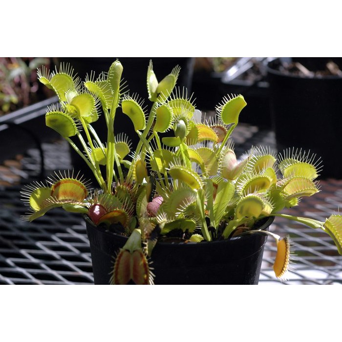 Bibit Benih Biji Venus Flytrap Hijau - Bibit Tanaman Venus Flytrap - Tanaman Venus Flytrap Ijo - COD