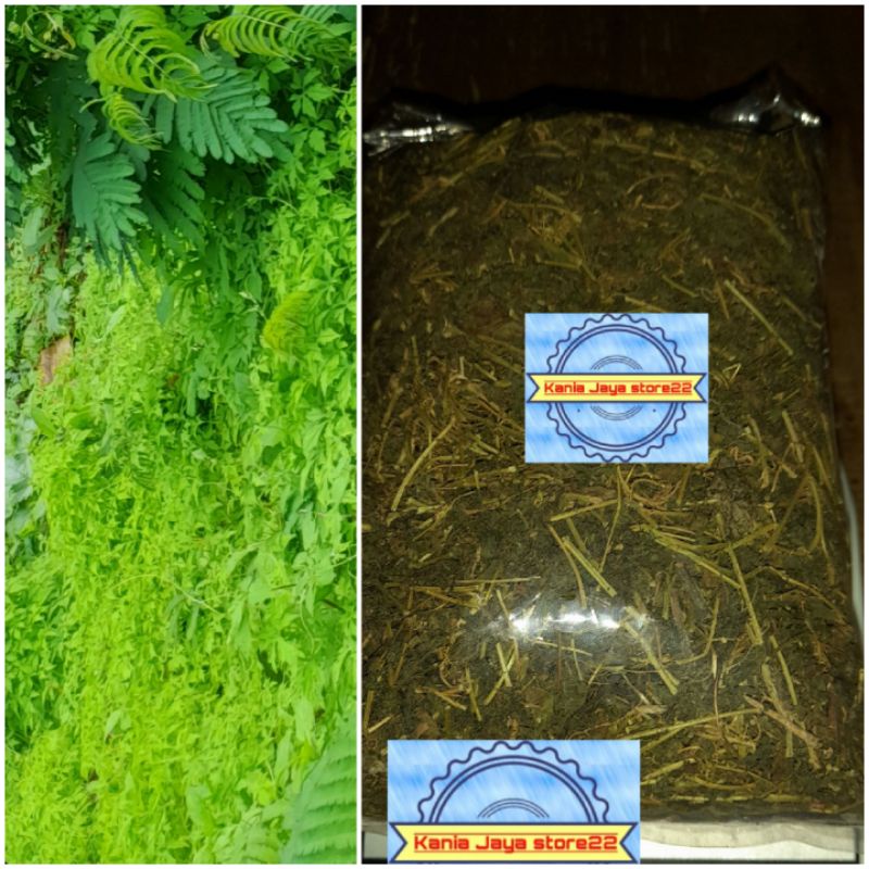 

Jual Teh daun paria mini paria hutan kering per 200 grm
