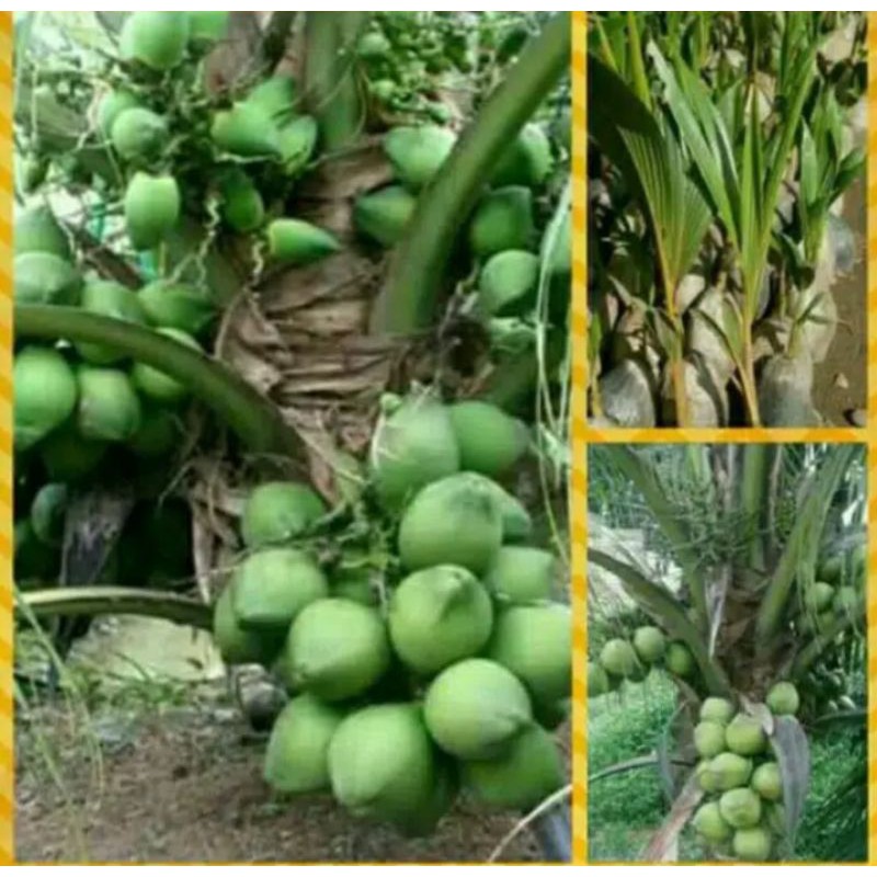 Bibit Buah Kelapa Pandan Wangi/ Bibit Kelapa Pandan Wangi/ Kelapa Pandan Wangi thailand Agro Wisatan