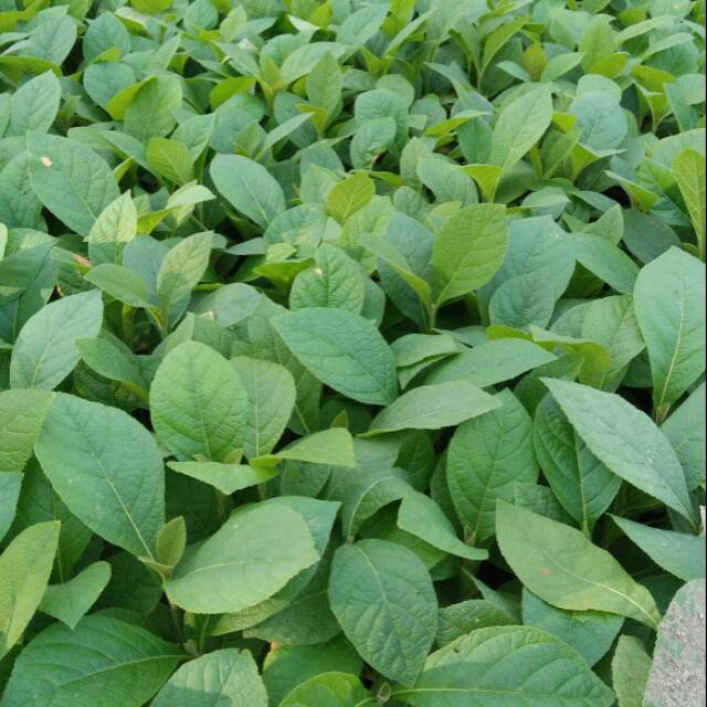 Bibit Tanaman Pohon Jati Unggul