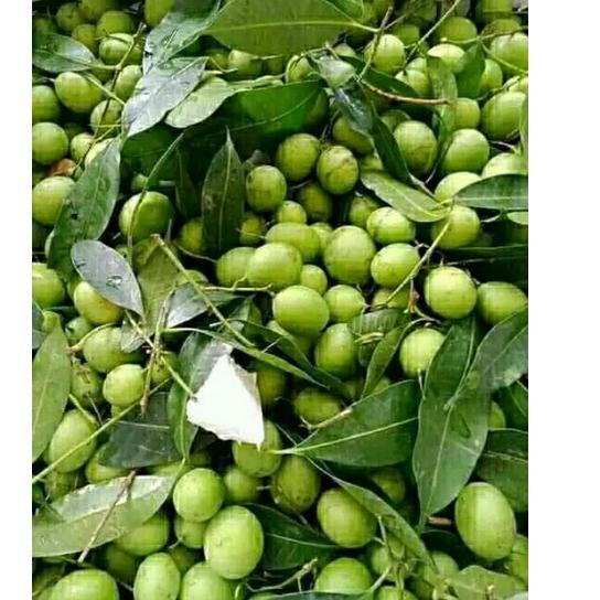 

TYUJ BUAH GANDARIA BUAH JATAKE JENTAK MUDA 250 GRAM 761QOUM