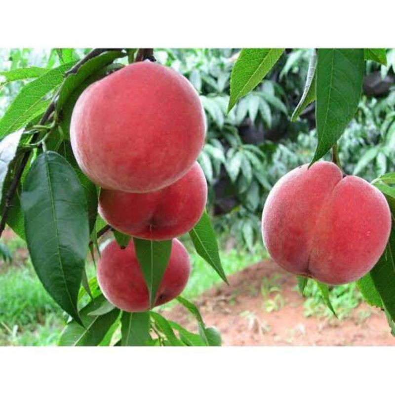 

bibit buah persek,