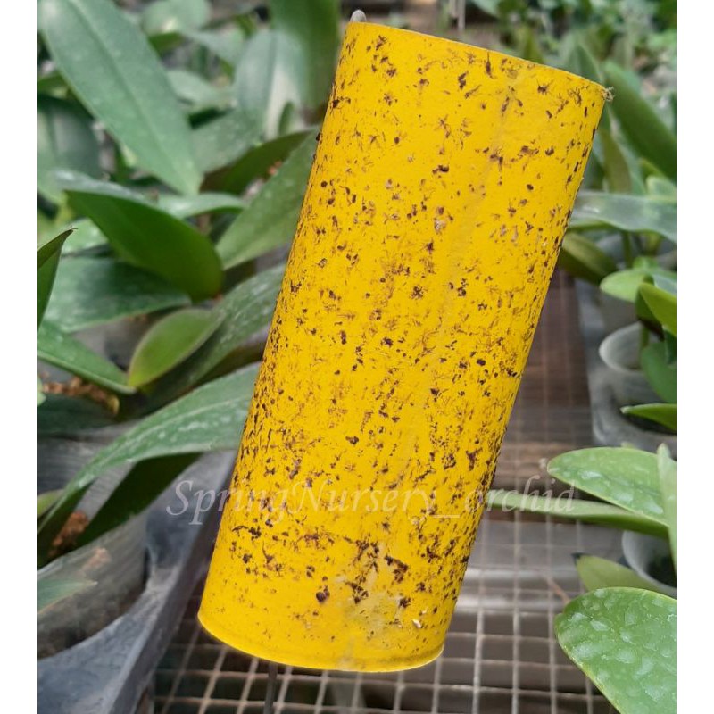 

Kertas perekat lalat warna kuning Pack