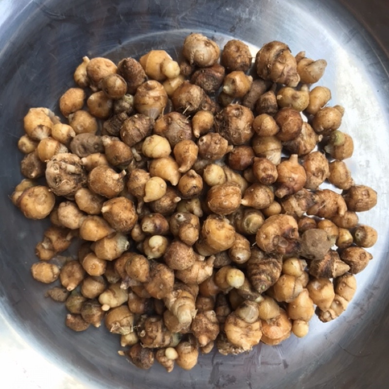 

Kunyit merah harga perbiji
