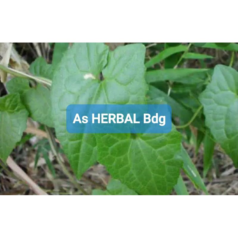 

Promo daun sembung rambat segar paket 1 kg fresh-az