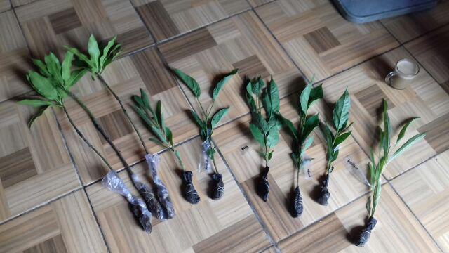 Paket 3 Bibit Mangga Kiojai Supermurah