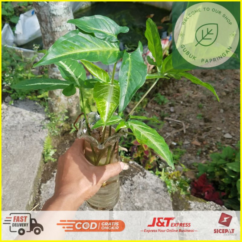 [160g] Keladi singonium Syngonium podophyllum schott finger jari tanaman merambat