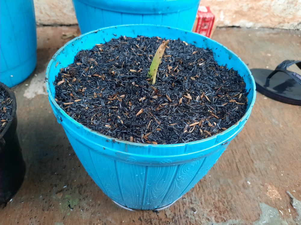 Bonggolan Alocasia Rigina