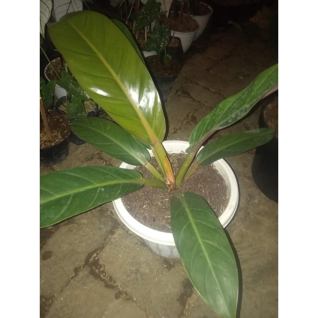 tanaman hias philodendron melodii