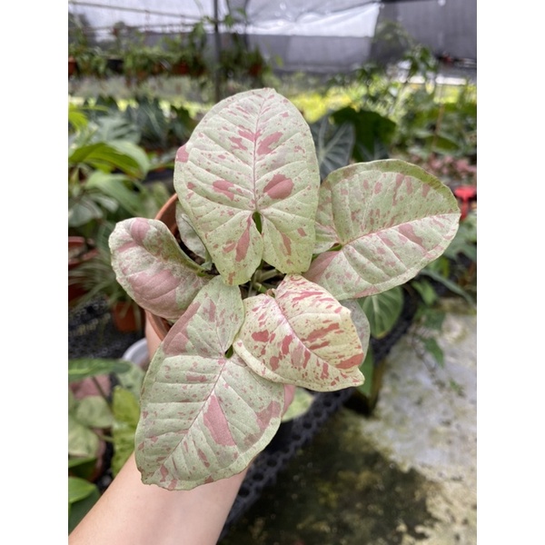 Syngonium Milk Confetti / Singonium Milk Confetti