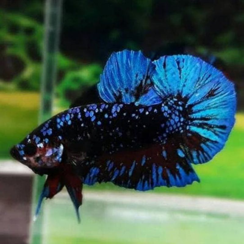 cupang Avatar Gordon kalimaya