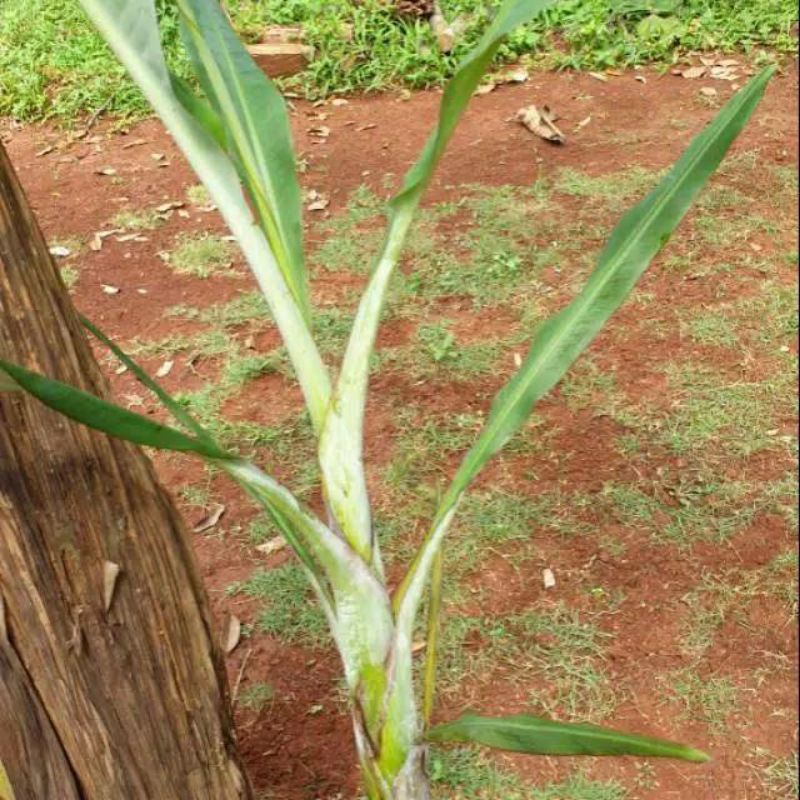 bibit pohon pisang cavendish-bibit pisang cavendish