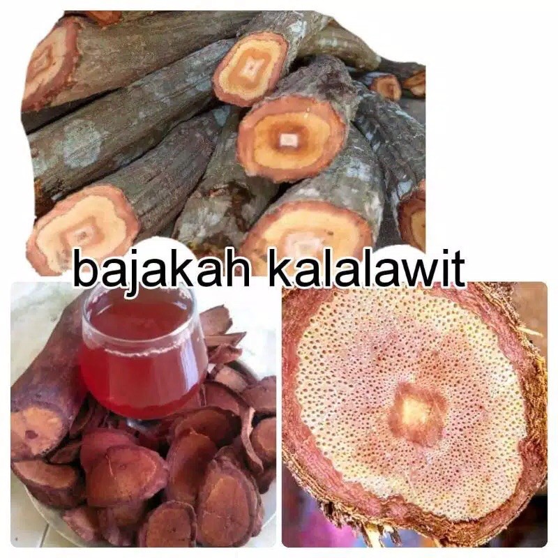 

bajakah kalalawit super 100% asli