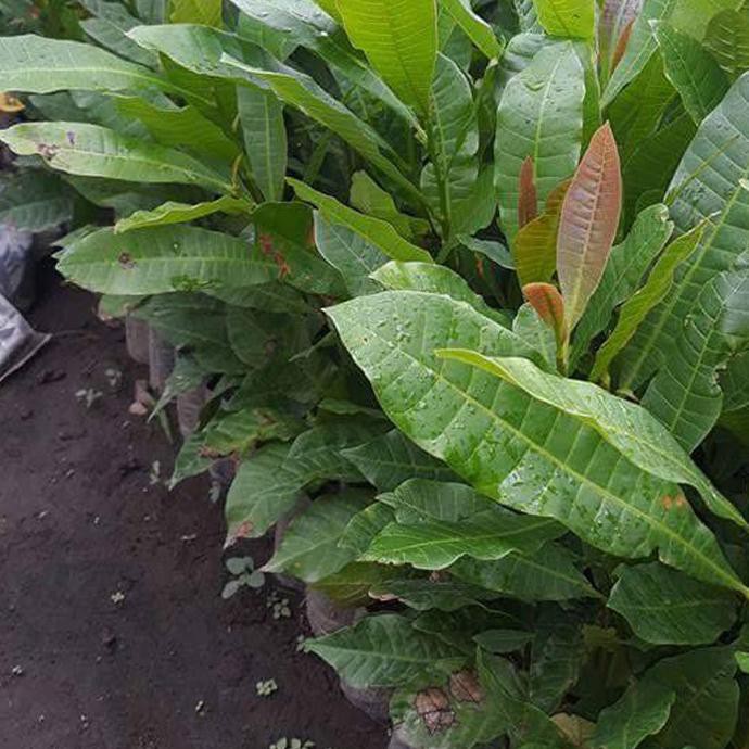 Tenar Bibit Jambu Mete Pohon Jambu Mede Bibit Jambu Monyet Pohon Jambu Monyet