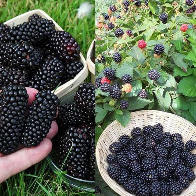

4K!. Buah Beku Blackberry Murbei Frozen 1/2kg TERMURAH SEINDONESIA Mulberry
