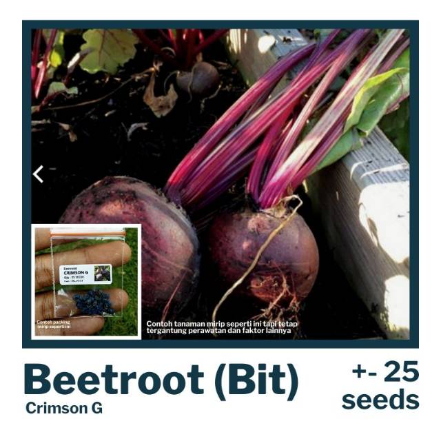 Benih bit (cocok buat jus)