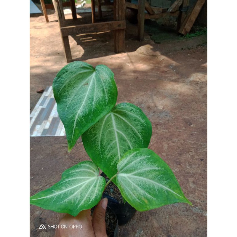 

klady daun hijau