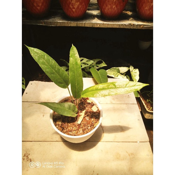 Anthurium Spectabile