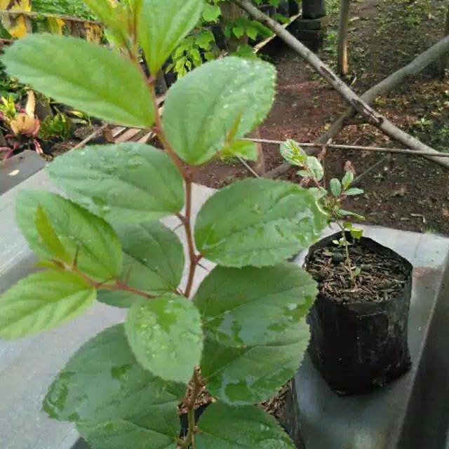 Pohon Bidara Arab Tinggi 20cm