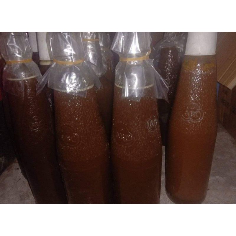 

Madu Trigona Kelulut Kelanceng Asli 500ml