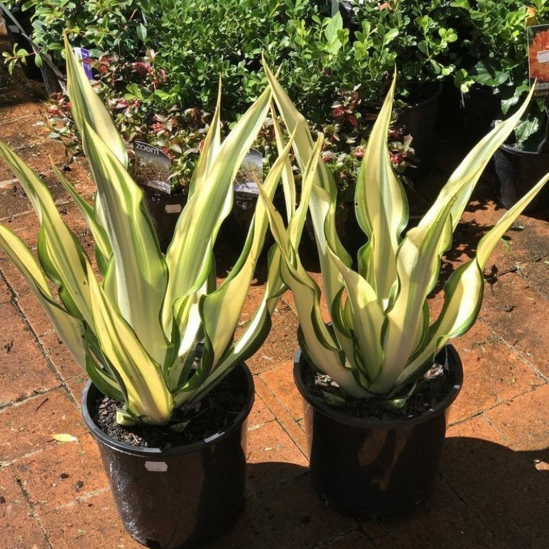Tanaman hias outdoor Agave Gigantea/ kuning putih