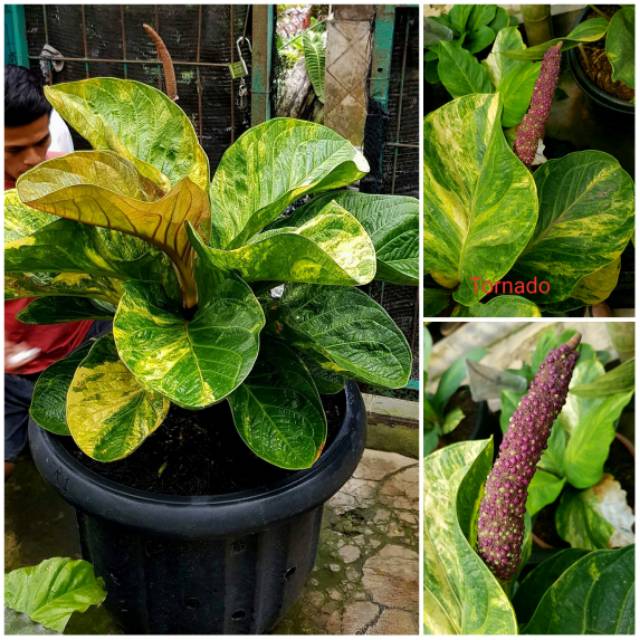 Biji Jemani Mangkok Tornado Varigata