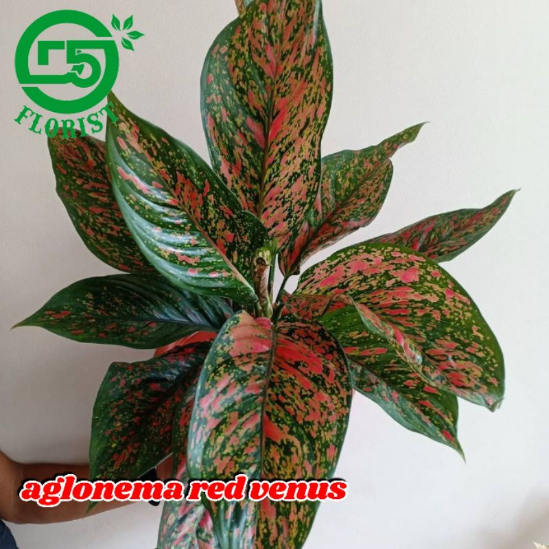 Aglonema murah Tanaman hias aglonema Tanaman aglonema Tanaman aglonema murah Tanaman hias aglonema m