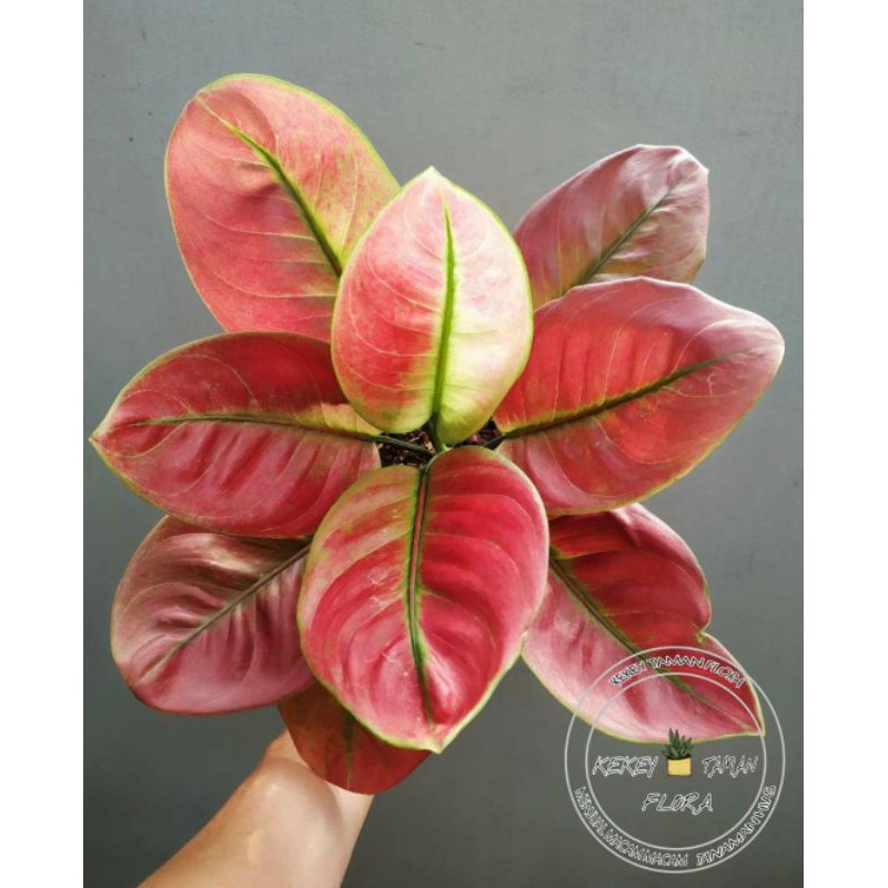 Tanaman Hias Aglonema Ayunindi - Aglonema Ayunindi - Bunga Aglonema