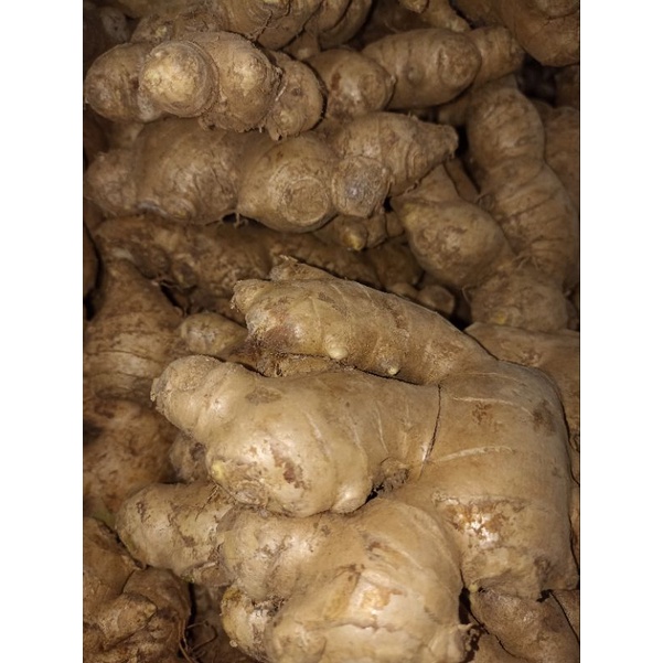 

JAHE PUTIH SUPER 1KG/JAHE GAJAH 1KG/JAHE MASAK