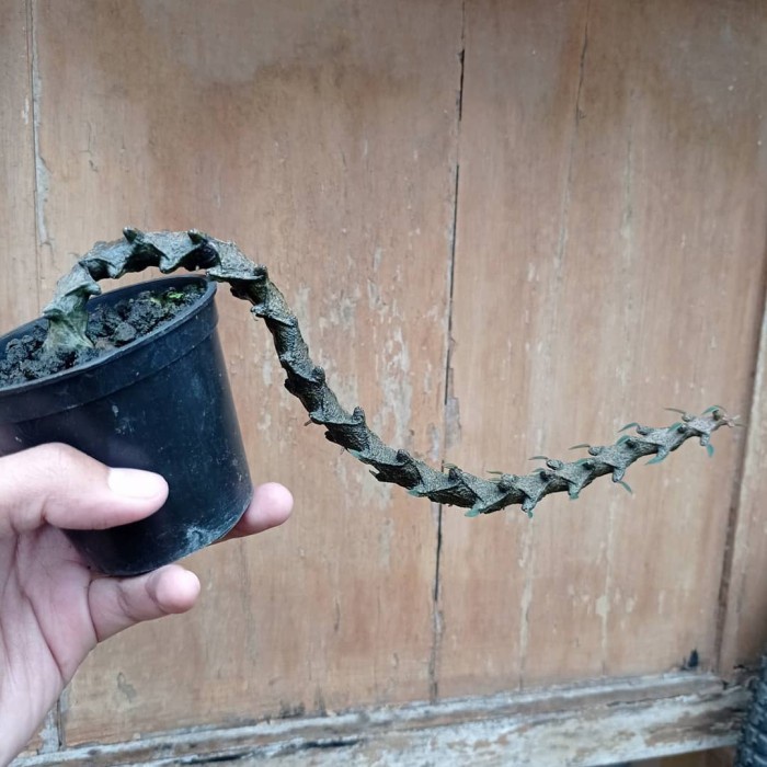 ceropegia bosseri size long KAKTUS SUKULEN TANAMAN HIAS